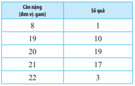 Bạn Châu cân lần lượt 50 quả vải thiều Thanh Hà được lựa chọn ngẫu nhiên