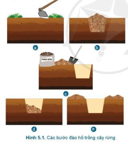 Lý thuyết Công Nghệ 7 Bài 5: Trồng cây rừng | Cánh diều (ảnh 1)