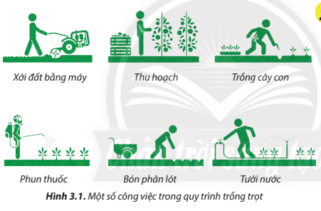 Lý thuyết Công Nghệ 7 Bài 3: Quy trình trồng trọt - Chân trời sáng tạo (ảnh 1)