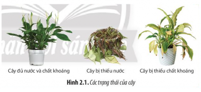 Giải Sinh học 11 Bài 2 (Chân trời sáng tạo): Trao đổi nước và khoáng ở thực vật (ảnh 1)