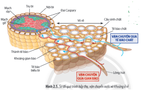 Giải Sinh học 11 Bài 2 (Chân trời sáng tạo): Trao đổi nước và khoáng ở thực vật (ảnh 1)