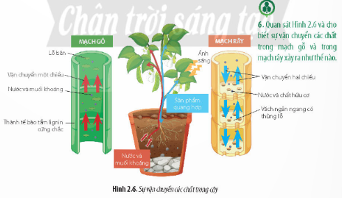 Giải Sinh học 11 Bài 2 (Chân trời sáng tạo): Trao đổi nước và khoáng ở thực vật (ảnh 1)