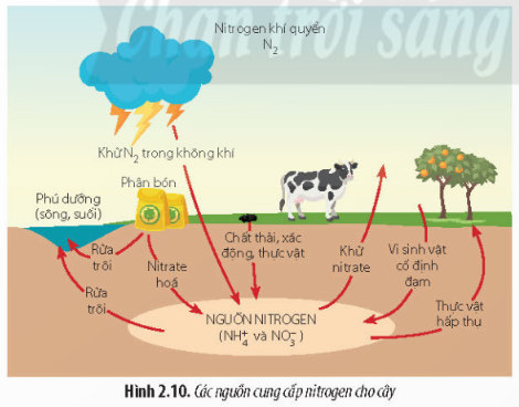 Giải Sinh học 11 Bài 2 (Chân trời sáng tạo): Trao đổi nước và khoáng ở thực vật (ảnh 1)