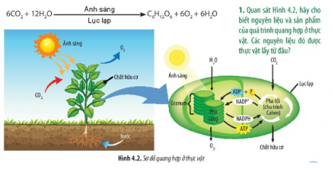 Giải Sinh học 11 Bài 4 (Chân trời sáng tạo): Quang hợp ở thực vật (ảnh 1)