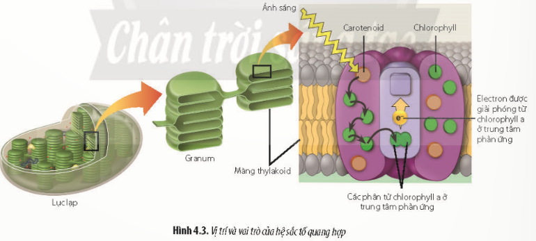 Giải Sinh học 11 Bài 4 (Chân trời sáng tạo): Quang hợp ở thực vật (ảnh 1)