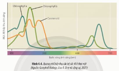 Giải Sinh học 11 Bài 4 (Chân trời sáng tạo): Quang hợp ở thực vật (ảnh 1)