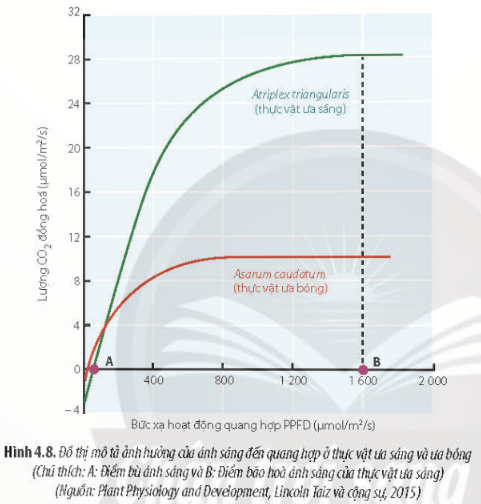 Giải Sinh học 11 Bài 4 (Chân trời sáng tạo): Quang hợp ở thực vật (ảnh 1)