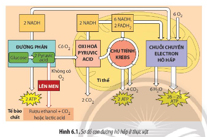 Giải Sinh học 11 Bài 6 (Chân trời sáng tạo): Hô hấp ở thực vật (ảnh 1)