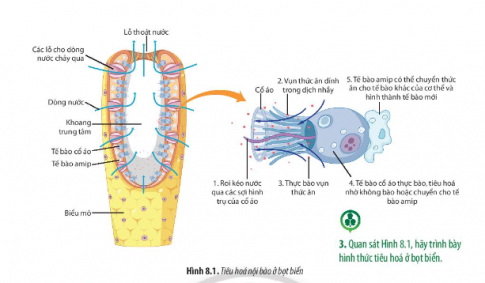 Giải Sinh học 11 Bài 8 (Chân trời sáng tạo): Dinh dưỡng và tiêu hóa ở động vật (ảnh 1)