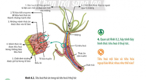 Giải Sinh học 11 Bài 8 (Chân trời sáng tạo): Dinh dưỡng và tiêu hóa ở động vật (ảnh 1)