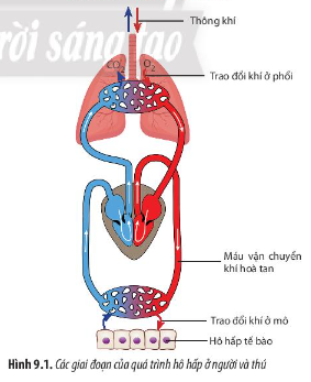 Giải Sinh học 11 Bài 9 (Chân trời sáng tạo): Hô hấp ở động vật  (ảnh 1)