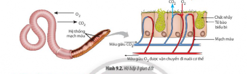 Giải Sinh học 11 Bài 9 (Chân trời sáng tạo): Hô hấp ở động vật  (ảnh 1)