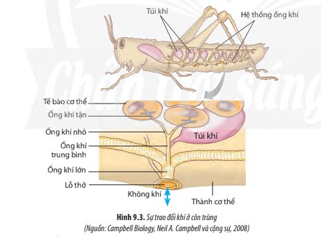 Giải Sinh học 11 Bài 9 (Chân trời sáng tạo): Hô hấp ở động vật  (ảnh 1)