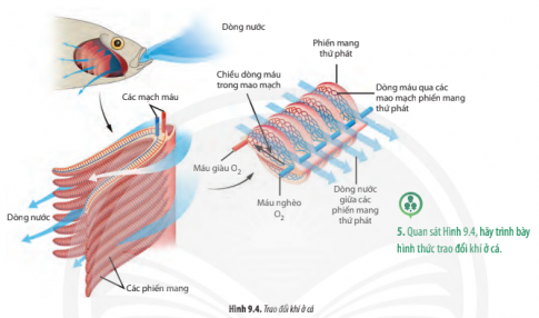 Giải Sinh học 11 Bài 9 (Chân trời sáng tạo): Hô hấp ở động vật  (ảnh 1)