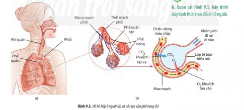 Giải Sinh học 11 Bài 9 (Chân trời sáng tạo): Hô hấp ở động vật  (ảnh 1)