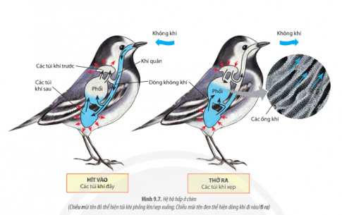 Giải Sinh học 11 Bài 9 (Chân trời sáng tạo): Hô hấp ở động vật  (ảnh 1)