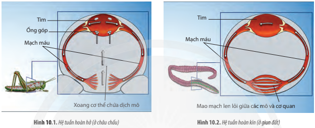 Giải Sinh học 11 Bài 10 (Chân trời sáng tạo): Tuần hoàn ở động vật  (ảnh 1)