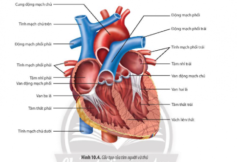 Giải Sinh học 11 Bài 10 (Chân trời sáng tạo): Tuần hoàn ở động vật  (ảnh 1)