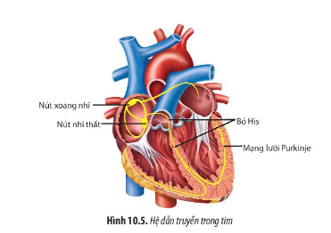 Giải Sinh học 11 Bài 10 (Chân trời sáng tạo): Tuần hoàn ở động vật  (ảnh 1)