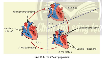 Giải Sinh học 11 Bài 10 (Chân trời sáng tạo): Tuần hoàn ở động vật  (ảnh 1)