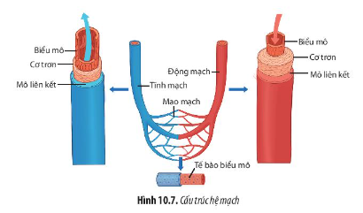 Giải Sinh học 11 Bài 10 (Chân trời sáng tạo): Tuần hoàn ở động vật  (ảnh 1)