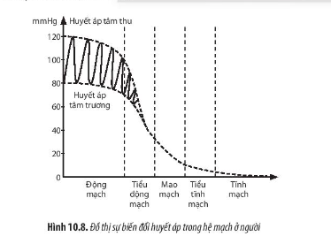 Giải Sinh học 11 Bài 10 (Chân trời sáng tạo): Tuần hoàn ở động vật  (ảnh 1)