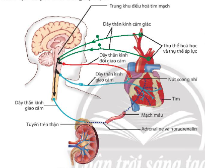 Giải Sinh học 11 Bài 10 (Chân trời sáng tạo): Tuần hoàn ở động vật  (ảnh 1)