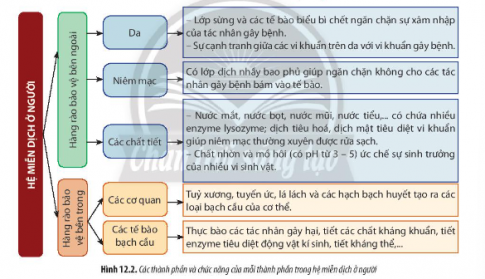 Giải Sinh học 11 Bài 12 (Chân trời sáng tạo): Miễn dịch ở người và động vật (ảnh 1)