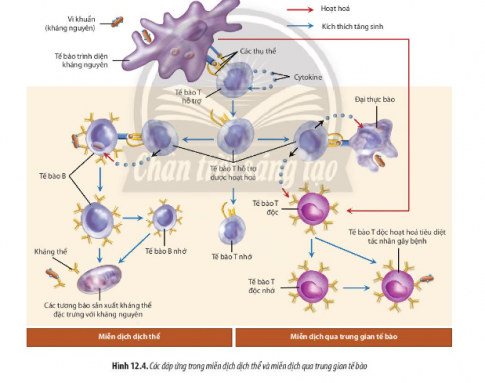 Giải Sinh học 11 Bài 12 (Chân trời sáng tạo): Miễn dịch ở người và động vật (ảnh 1)