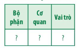 Giải Sinh học 11 Bài 13 (Chân trời sáng tạo): Bài tiết và cân bằng nội môi (ảnh 1)