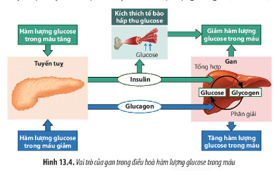 Giải Sinh học 11 Bài 13 (Chân trời sáng tạo): Bài tiết và cân bằng nội môi (ảnh 1)