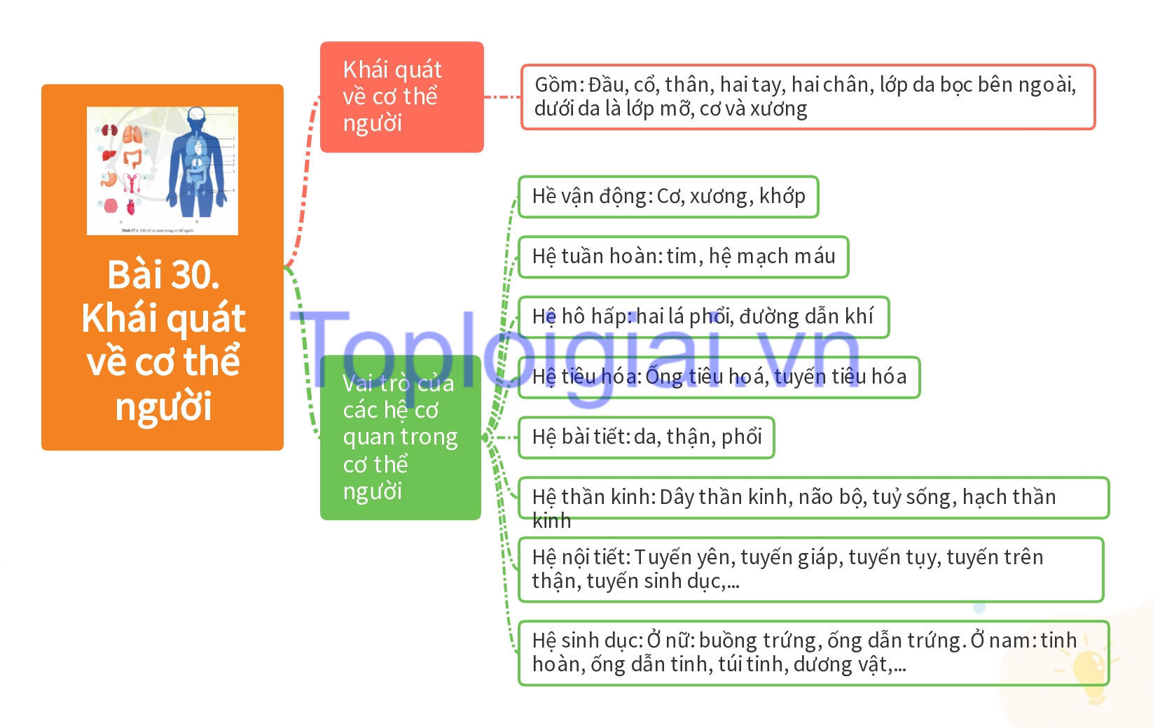 Lý thuyết KHTN 8 Bài 30 (Kết nối tri thức): Khái quát về cơ thể người (ảnh 1)