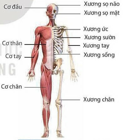 Lý thuyết KHTN 8 Bài 31 (Kết nối tri thức): Hệ vận động ở người (ảnh 1)