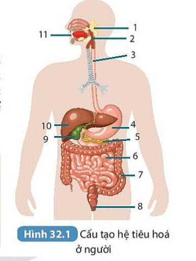 Lý thuyết KHTN 8 Bài 32 (Kết nối tri thức): Dinh dưỡng và tiêu hóa ở người (ảnh 1)