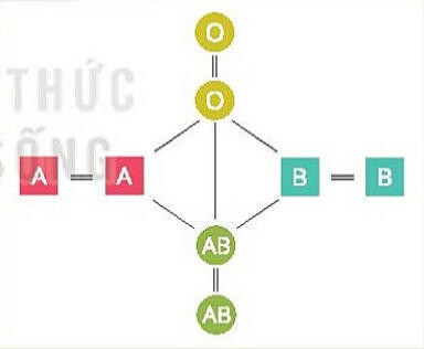 Lý thuyết KHTN 8 Bài 33 (Kết nối tri thức): Máu và hệ tuần hoàn của cơ thể người (ảnh 1)