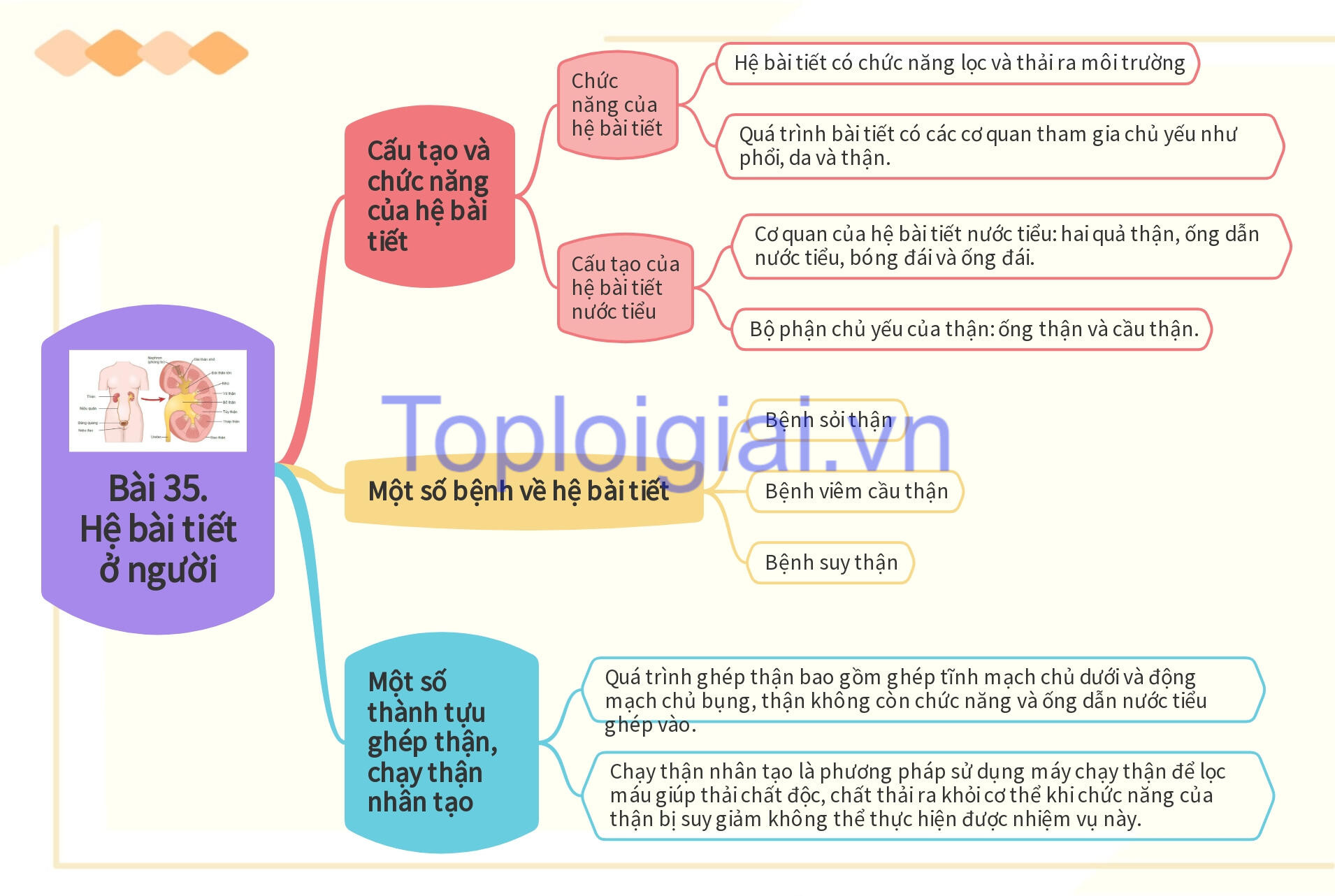 Lý thuyết KHTN 8 Bài 35 (Kết nối tri thức): Hệ bài tiết ở người (ảnh 1)