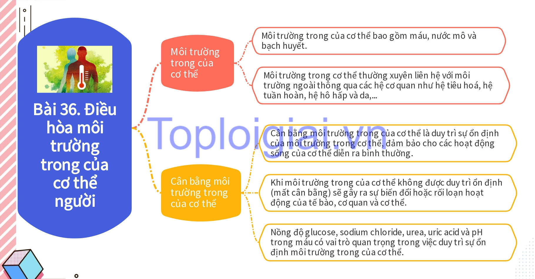 Lý thuyết KHTN 8 Bài 36 (Kết nối tri thức): Điều hòa môi trường trong của cơ thể người (ảnh 1)