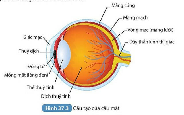 Lý thuyết KHTN 8 Bài 37 (Kết nối tri thức): Hệ thần kinh và các giác quan ở người (ảnh 1)