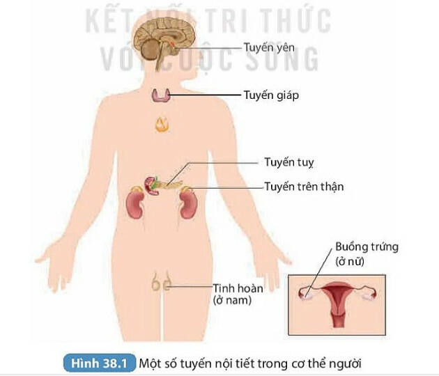 Lý thuyết KHTN 8 Bài 38 (Kết nối tri thức): Hệ nội tiết ở người (ảnh 1)