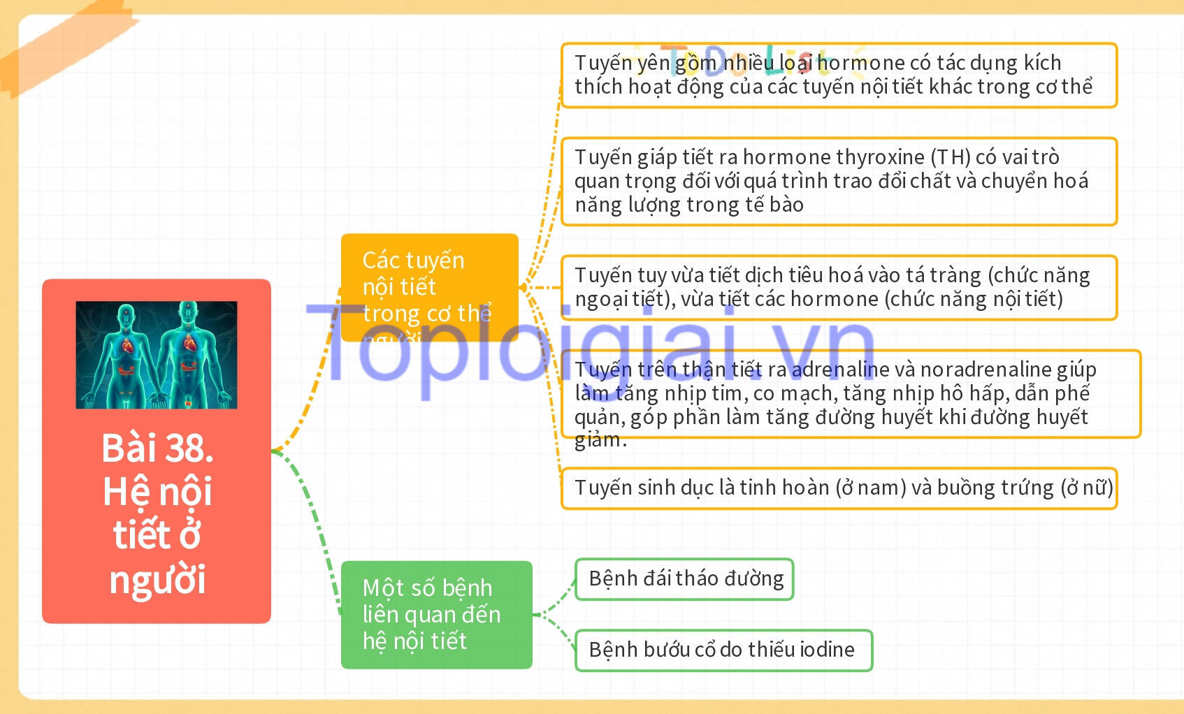 Lý thuyết KHTN 8 Bài 38 (Kết nối tri thức): Hệ nội tiết ở người (ảnh 1)