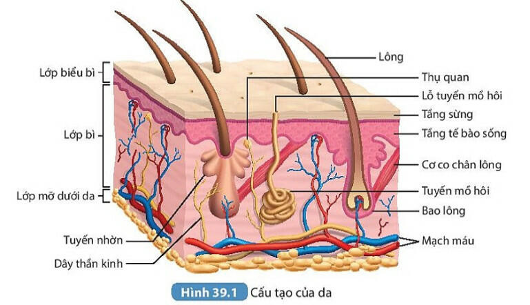 Lý thuyết KHTN 8 Bài 39 (Kết nối tri thức): Da và điều hòa thân nhiệt ở người (ảnh 1)