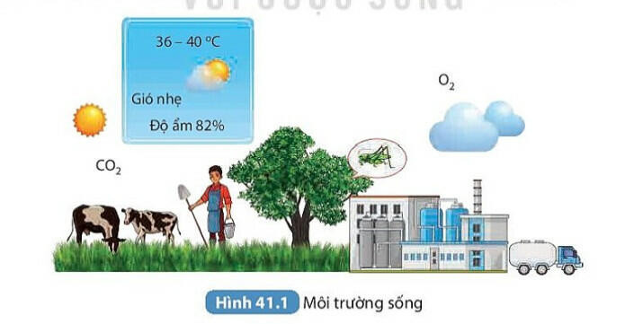 Lý thuyết KHTN 8 Bài 41 (Kết nối tri thức): Môi trường và các nhân tố sinh thái (ảnh 1)