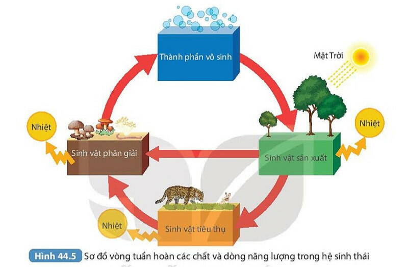 Lý thuyết KHTN 8 Bài 44 (Kết nối tri thức): Hệ sinh thái (ảnh 1)