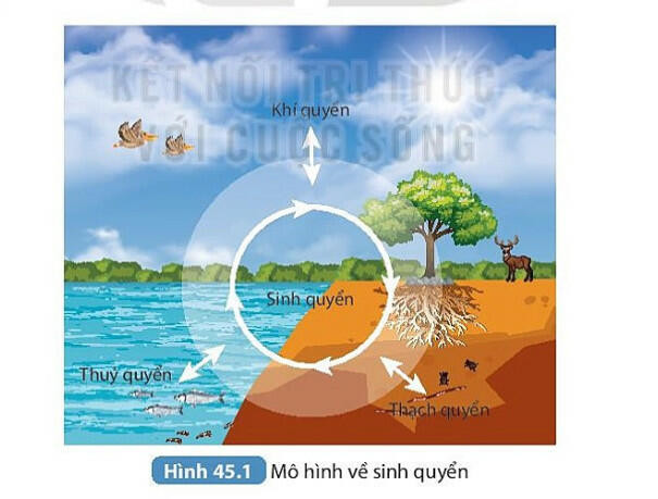 Lý thuyết KHTN 8 Bài 45 (Kết nối tri thức): Sinh quyển (ảnh 1)