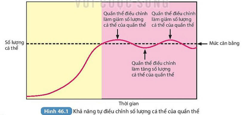 Lý thuyết KHTN 8 Bài 46 (Kết nối tri thức): Cân bằng tự nhiên (ảnh 1)