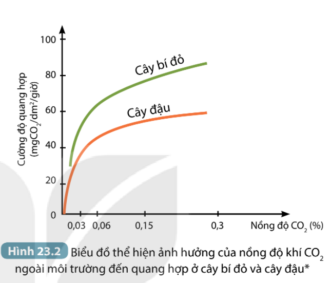 Khoa học tự nhiên 7 Bài 19: Các yếu tố ảnh hưởng đến quang hợp | KHTN 7 Cánh diều (ảnh 10)