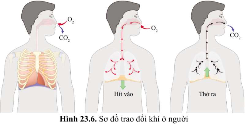 Khoa học tự nhiên 7 Bài 23: Trao đổi khí ở sinh vật | KHTN 7 Cánh diều (ảnh 10)