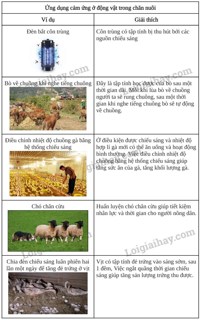 Khoa học tự nhiên 7 Bài 33: Tập tính của động vật | KHTN 7 Chân trời sáng tạo (ảnh 9)