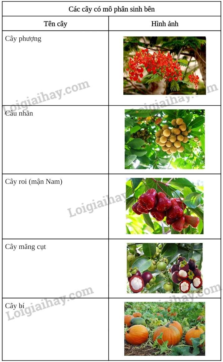 Khoa học tự nhiên 7 Bài 34: Sinh trưởng và phát triển ở sinh vật | KHTN 7 Chân trời sáng tạo (ảnh 9)