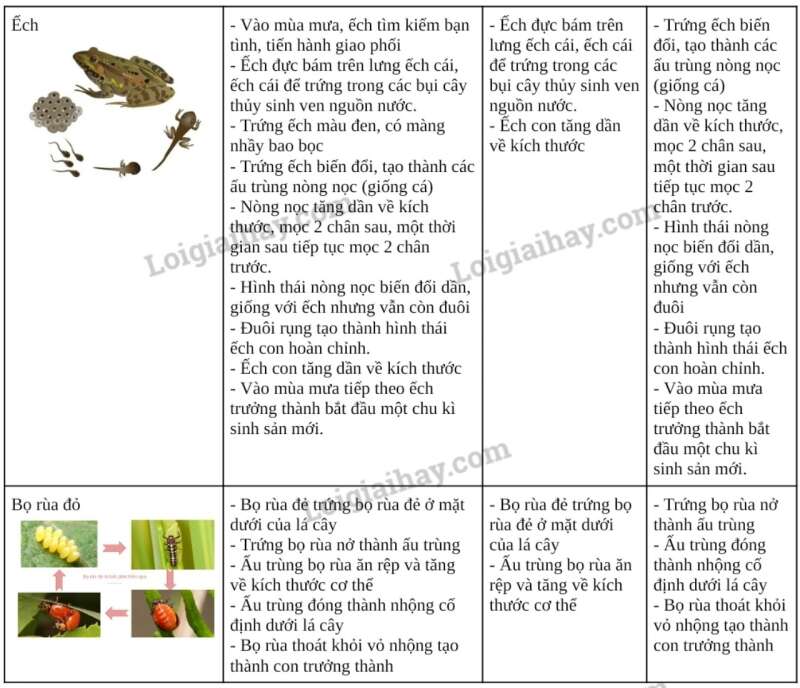 Khoa học tự nhiên 7 Bài 36: Thực hành chứng minh sinh trưởng và phát triển ở thực vật, động vật | KHTN 7 Chân trời sáng tạo (ảnh 10)